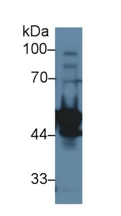 LYAR Antibody (aa271-386, Cy3)