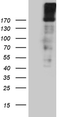 EGF Antibody (aa1054-1207, clone OTI2F9, Carrier-free)