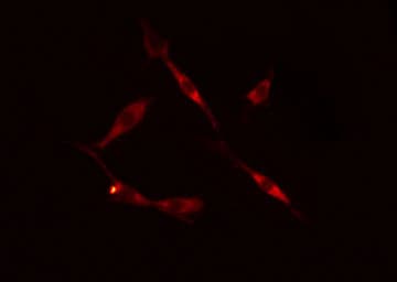 p66 / SHC Antibody