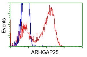 Monoclonal Mouse anti-Human ARHGAP25 Antibody (clone OTI12E6, IHC, IF, WB)