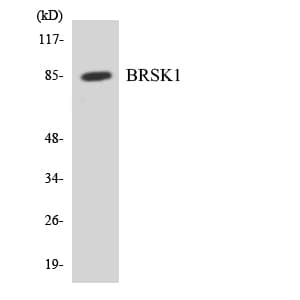 KIAA1811 / BRSK1 Antibody (aa339-388)