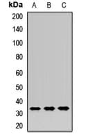 HMOX1 / HO-1 Antibody