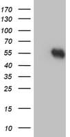 TIP48 / RUVBL2 Antibody (clone OTI1A6)
