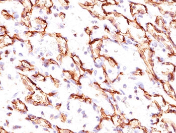 PODXL / Podocalyxin Antibody (Extracellular Domain, clone 3D3, Ready-to-Use)
