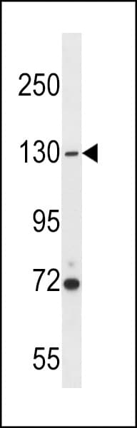USP7 / HAUSP Antibody (aa320-348)