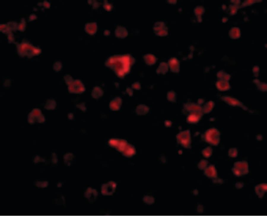 IHC-plus™ MANF / ARMET Antibody