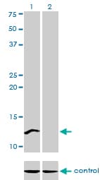 CSTF3 Antibody (clone 1D4)