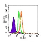 TLR5 Antibody (aa700-800, clone 19D759.2)
