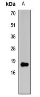 HIST3H3 Antibody