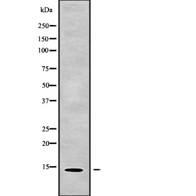 MRPL52 Antibody