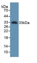 KLK2 / Kallikrein 2 Antibody