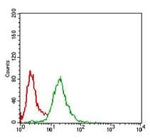 NBN / Nibrin Antibody (aa400-650, clone 7E4A2)