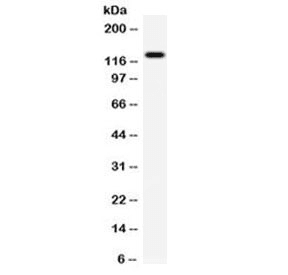 AF5Q31 / AFF4 Antibody
