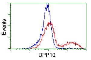 Dipeptidylpeptidase 10 / DPP10 Antibody (clone OTI1A5, Carrier-free)