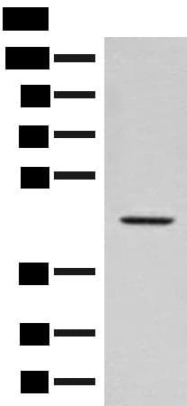 FAM50A Antibody