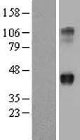 Human WNT2 / IRP Protein (Over-Expression Lysate Myc-DDK (Flag))