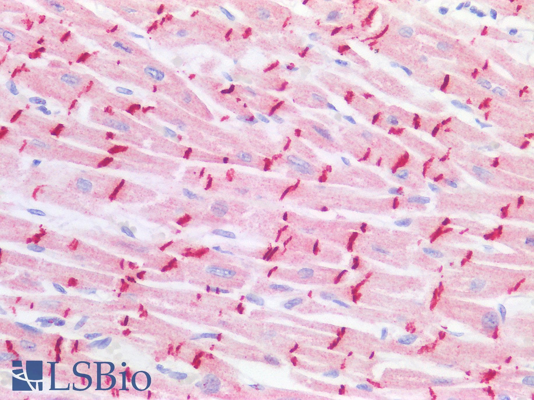 IHC-plus™ CDH2 / N Cadherin Antibody