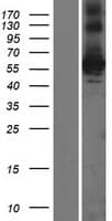 OSGIN1 Protein (Over-Expression Lysate Myc-DDK (Flag))