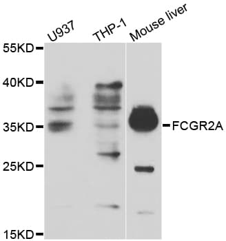 CD32A Antibody