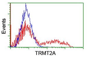 TRMT2A Antibody (clone OTI1H2)