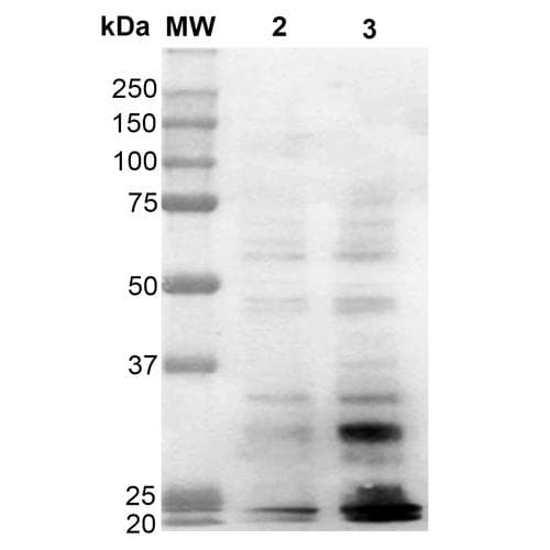 Dityrosine Antibody (clone 10A6, APC)