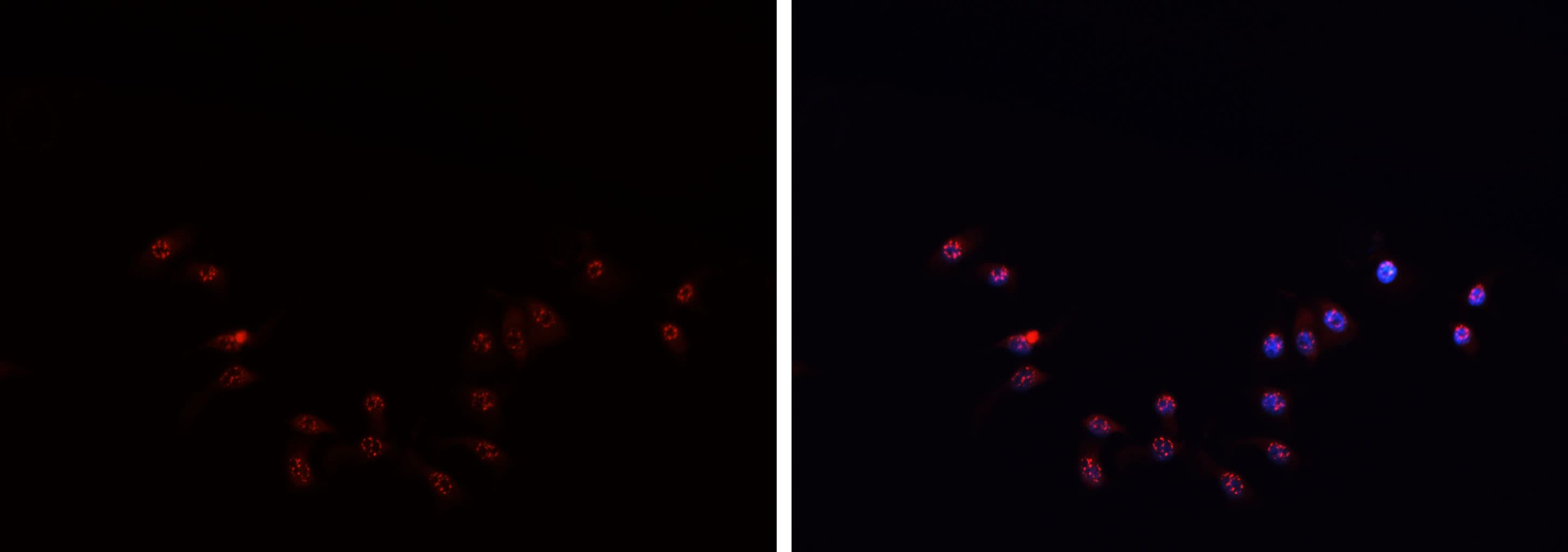 JUN / c-Jun Antibody