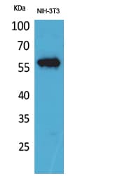 LAG3 Antibody