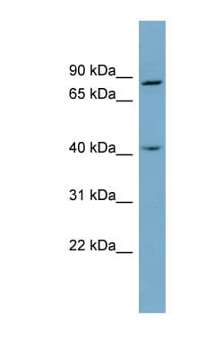 ZW10 Antibody (aa71-120)