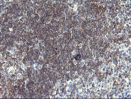 CD19 Antibody (clone 3G7, Carrier-free)