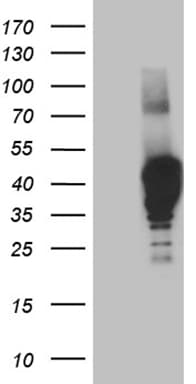 NMI Antibody (aa1-223, clone OTI2C1)