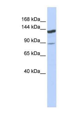 TRIM24 / TIF1 Antibody (aa503-552)