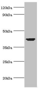 ACTR1A / Centractin Antibody (aa187-376)