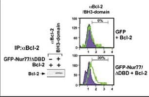 BCL2 / Bcl-2 Antibody (aa75-110)