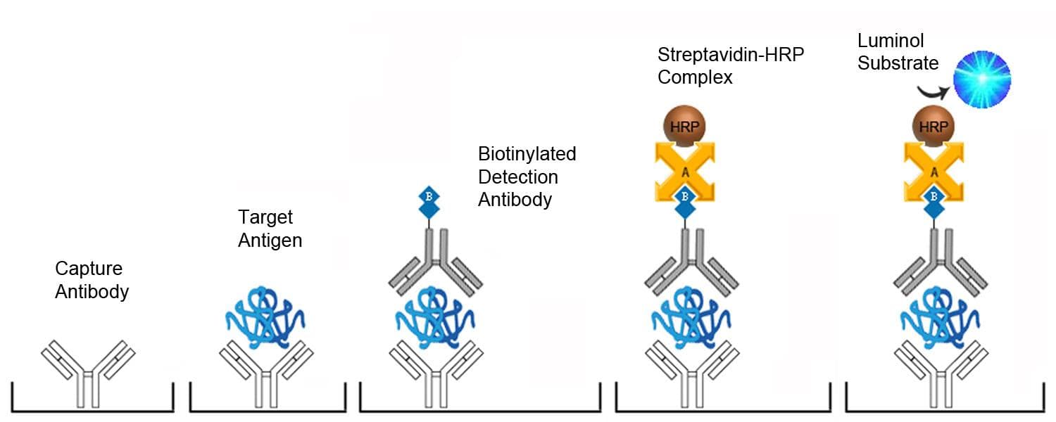 Mouse Leptin ELISA Kit (CLIA)