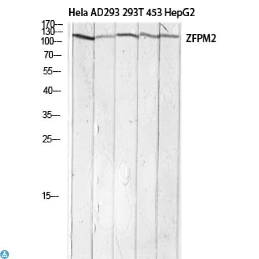 ZFPM2 / FOG2 Antibody