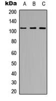 ARHGEF2 / GEF-H1 Antibody (C-Terminus)