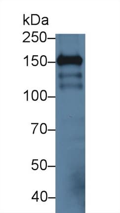 ICAM5 / ICAM-5 Antibody (aa164-441, HRP)