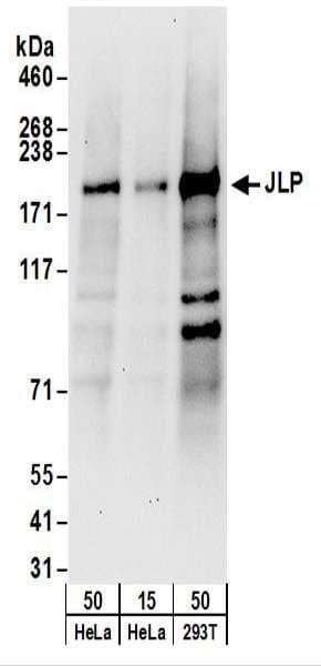 IHC-plus™ SPAG9 Antibody (aa775-825)