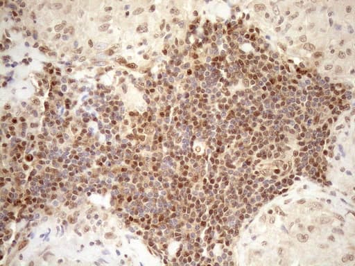 MGMT Antibody (clone OTI10H9, Carrier-free)