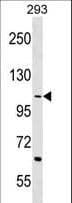 TEX2 Antibody (aa571-599)