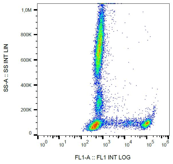 CD8 Antibody (clone MEM-31, FITC)