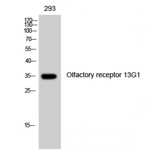 OR13G1 Antibody (210-290 aa, C-terminal)