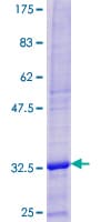 Human DEFB103A / BD-3 Protein (Recombinant GST)