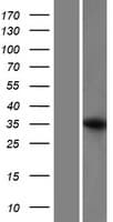 FAM49B / L1 Protein (Over-Expression Lysate Myc-DDK (Flag))