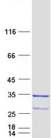 Human RAB23 Protein (Recombinant Myc-DDK (Flag))