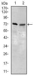 SLC27A5 / BACS Antibody (Amino Acid: 508-570, clone 4B11C10)