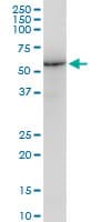 IHC-plus™ LMNB1 / Lamin B1 Antibody (clone 4E4)