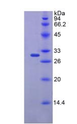 Mouse FKBP10 / FKBP65 Protein (Recombinant His)
