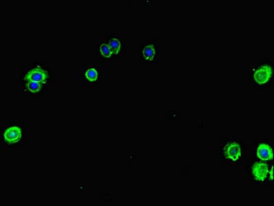 Polyclonal Rabbit anti-Human MAPK1 / ERK2 Antibody (IHC, IF, WB)