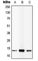 IL4 Antibody (C-Terminus)
